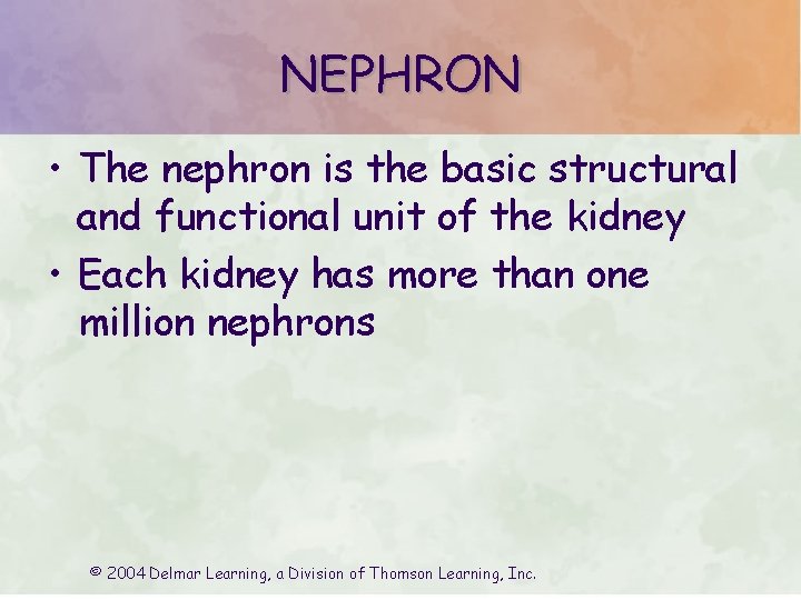 NEPHRON • The nephron is the basic structural and functional unit of the kidney