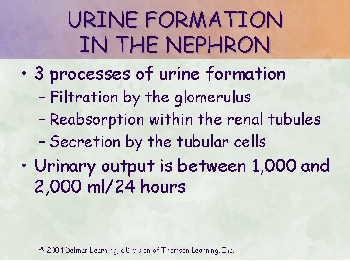 URINE FORMATION IN THE NEPHRON • 3 processes of urine formation – Filtration by