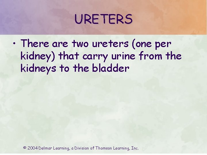 URETERS • There are two ureters (one per kidney) that carry urine from the