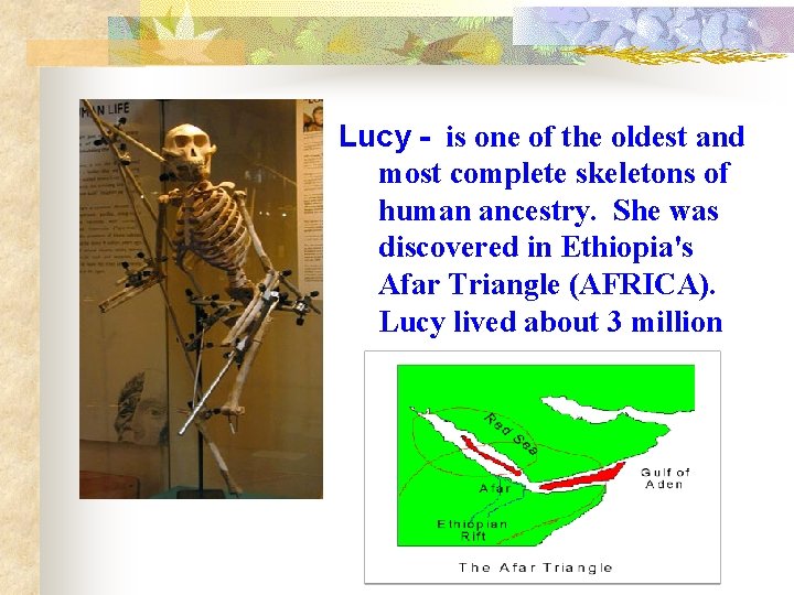 Lucy - is one of the oldest and most complete skeletons of human ancestry.