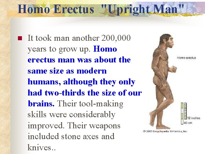 Homo Erectus "Upright Man" n It took man another 200, 000 years to grow