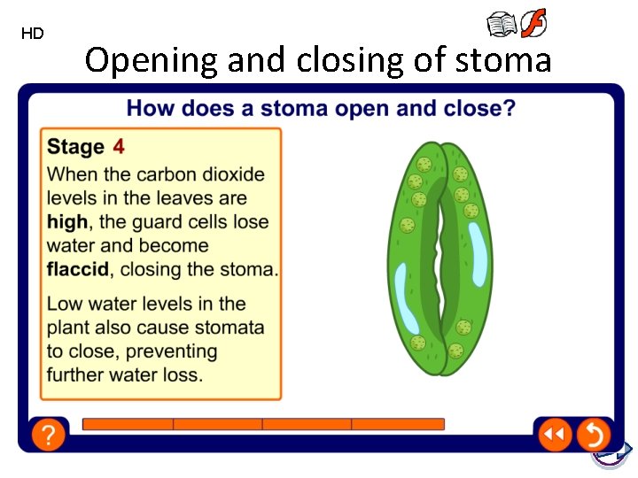 HD Opening and closing of stoma 