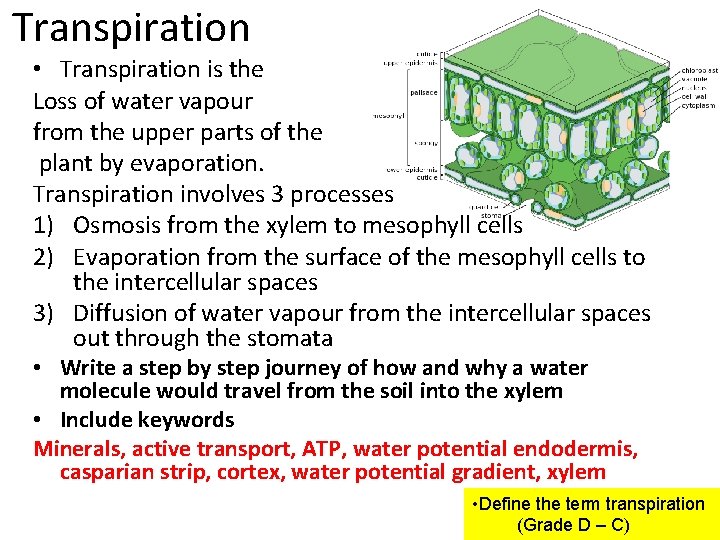 Transpiration • Transpiration is the Loss of water vapour from the upper parts of