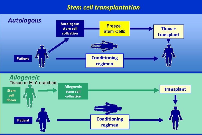 Stem cell transplantation Autologous stem cell collection Freeze Stem Cells Thaw + transplant Conditioning