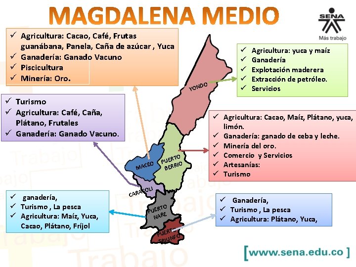 ü Agricultura: Cacao, Café, Frutas guanábana, Panela, Caña de azúcar , Yuca ü Ganadería: