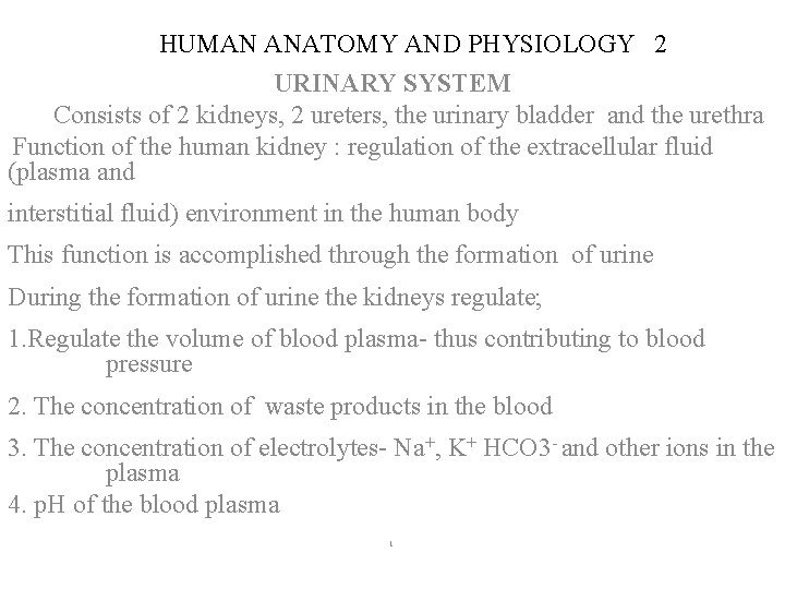 HUMAN ANATOMY AND PHYSIOLOGY 2 URINARY SYSTEM Consists of 2 kidneys, 2 ureters, the