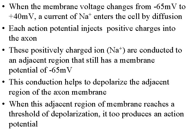 • When the membrane voltage changes from -65 m. V to +40 m.