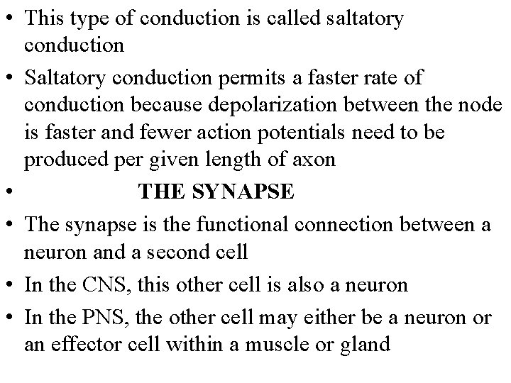  • This type of conduction is called saltatory conduction • Saltatory conduction permits
