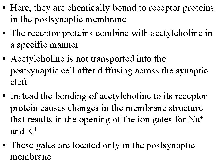  • Here, they are chemically bound to receptor proteins in the postsynaptic membrane