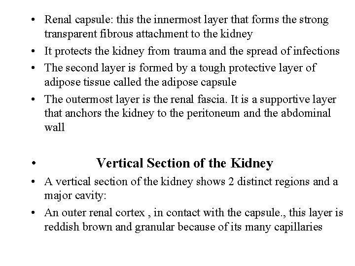  • Renal capsule: this the innermost layer that forms the strong transparent fibrous