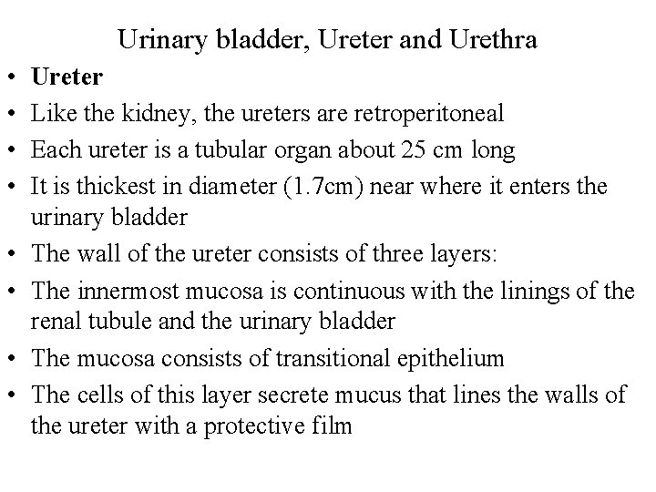 Urinary bladder, Ureter and Urethra • • Ureter Like the kidney, the ureters are