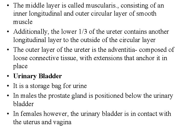  • The middle layer is called muscularis. , consisting of an inner longitudinal