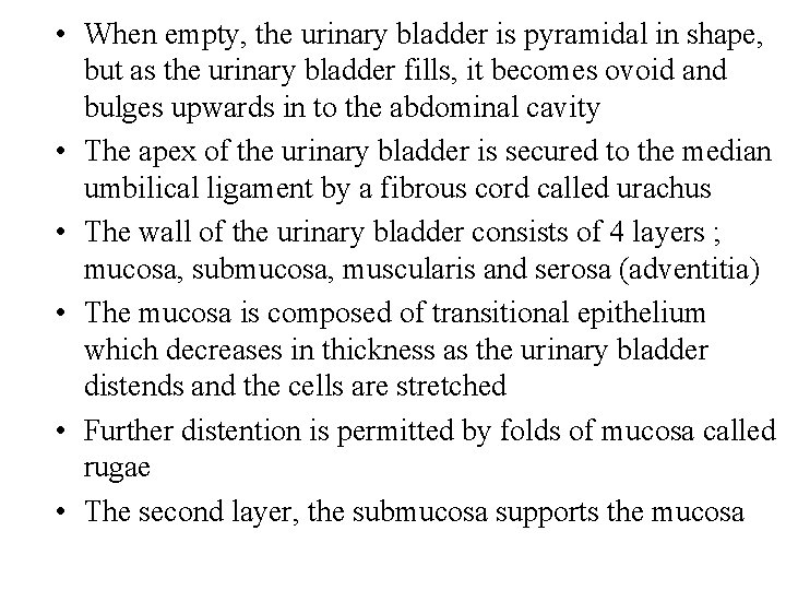  • When empty, the urinary bladder is pyramidal in shape, but as the