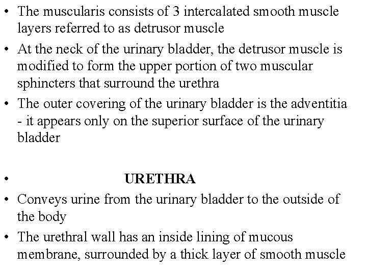  • The muscularis consists of 3 intercalated smooth muscle layers referred to as