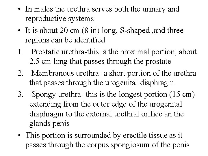  • In males the urethra serves both the urinary and reproductive systems •