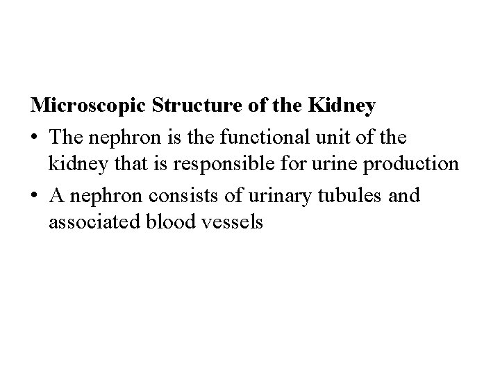 Microscopic Structure of the Kidney • The nephron is the functional unit of the