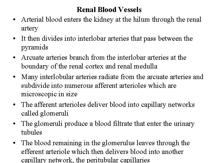  • • Renal Blood Vessels Arterial blood enters the kidney at the hilum