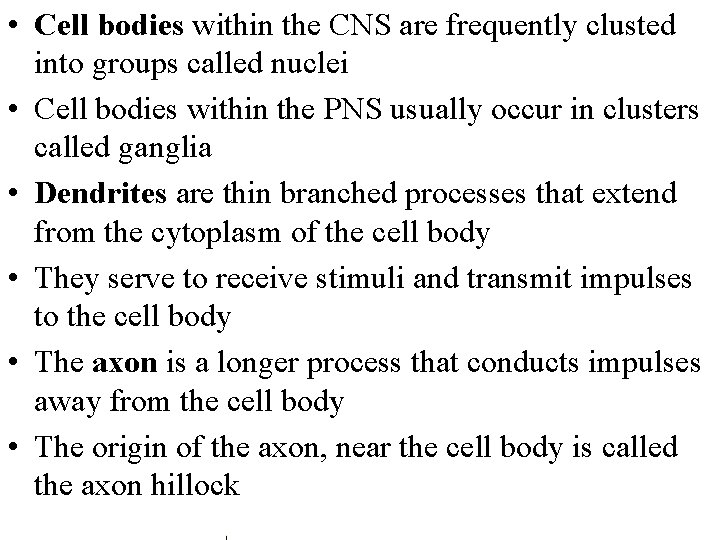  • Cell bodies within the CNS are frequently clusted into groups called nuclei