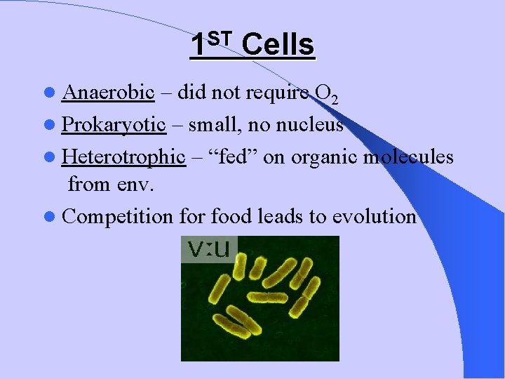 1 ST Cells Anaerobic – did not require O 2 Prokaryotic – small, no