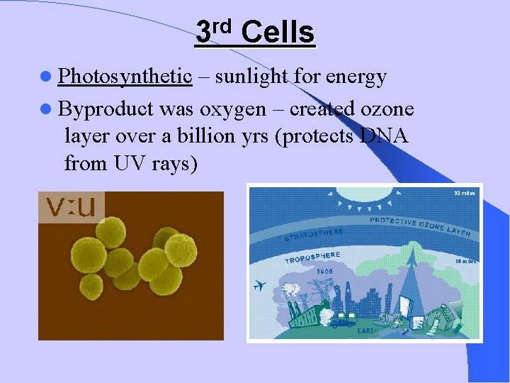 rd 3 Photosynthetic Cells – sunlight for energy Byproduct was oxygen – created ozone