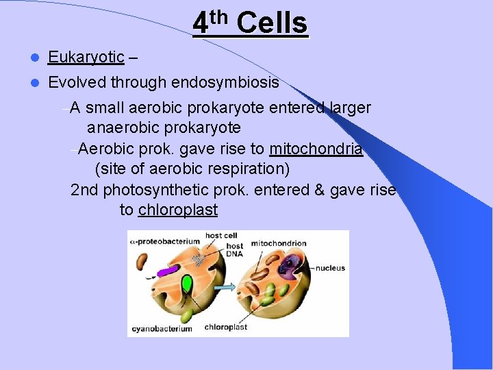 th 4 Cells Eukaryotic – Evolved through endosymbiosis –A small aerobic prokaryote entered larger