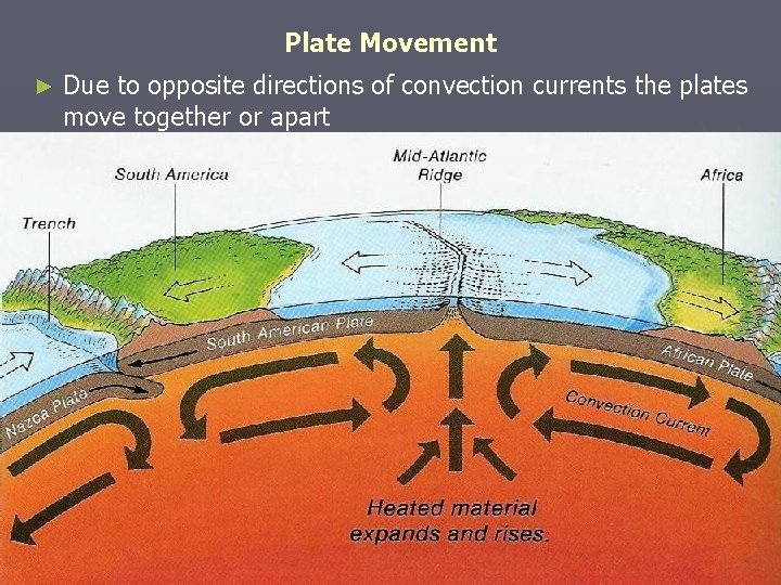 Plate Movement ► Due to opposite directions of convection currents the plates move together