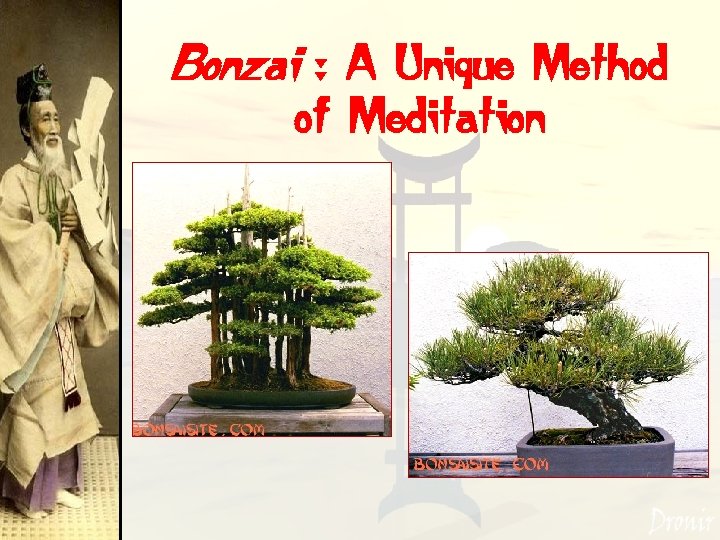 Bonzai : A Unique Method of Meditation 