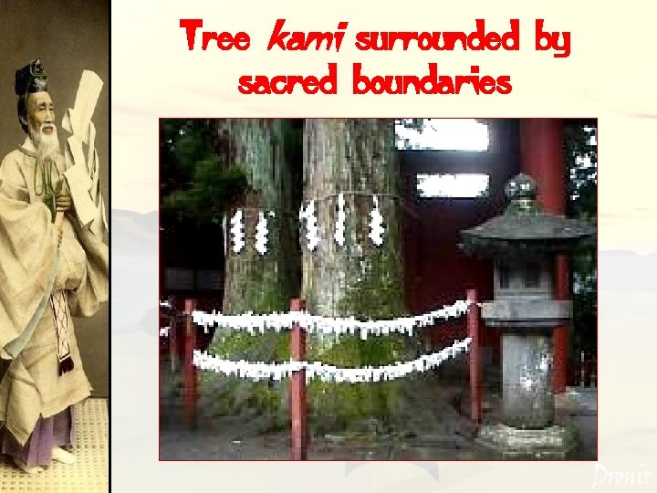 Tree kami surrounded by sacred boundaries 