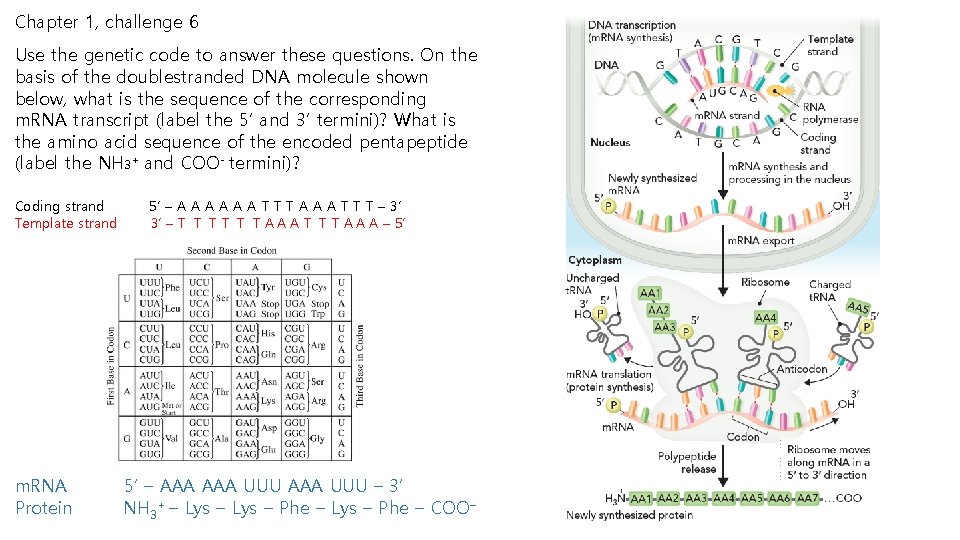 Chapter 1, challenge 6 Use the genetic code to answer these questions. On the Chapter 1, challenge 6 Use the genetic code to answer these questions. On the