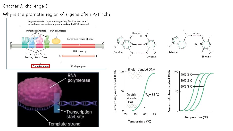 Chapter 3, challenge 5 Why is the promoter region of a gene often A-T Chapter 3, challenge 5 Why is the promoter region of a gene often A-T