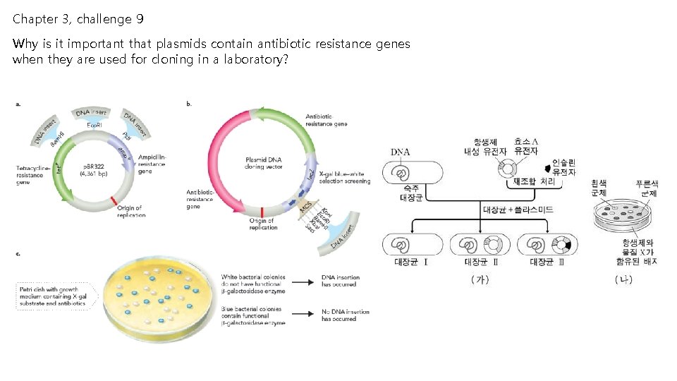 Chapter 3, challenge 9 Why is it important that plasmids contain antibiotic resistance genes Chapter 3, challenge 9 Why is it important that plasmids contain antibiotic resistance genes
