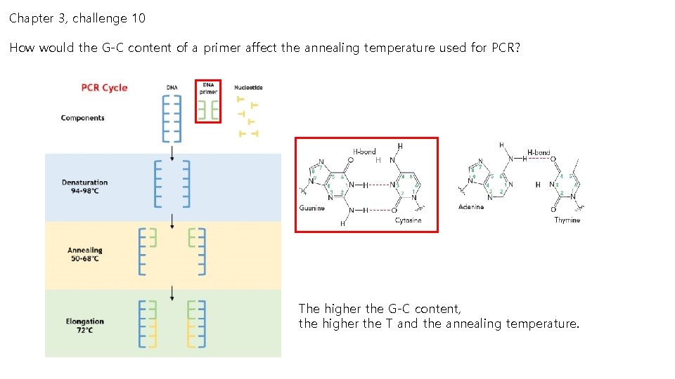 Chapter 3, challenge 10 How would the G-C content of a primer affect the Chapter 3, challenge 10 How would the G-C content of a primer affect the