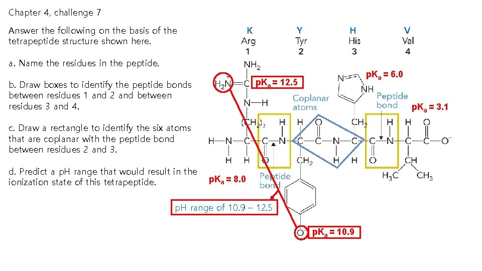 Chapter 4, challenge 7 K Answer the following on the basis of the tetrapeptide Chapter 4, challenge 7 K Answer the following on the basis of the tetrapeptide
