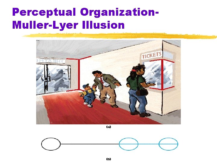 Perceptual Organization. Muller-Lyer Illusion Perceptual Organization. Muller-Lyer Illusion
