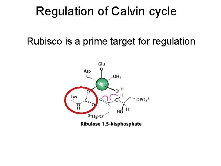 Regulation of Calvin cycle Rubisco is a prime target for regulation 