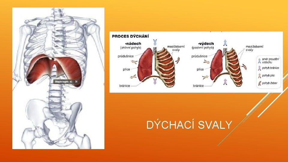 DÝCHACÍ SVALY 