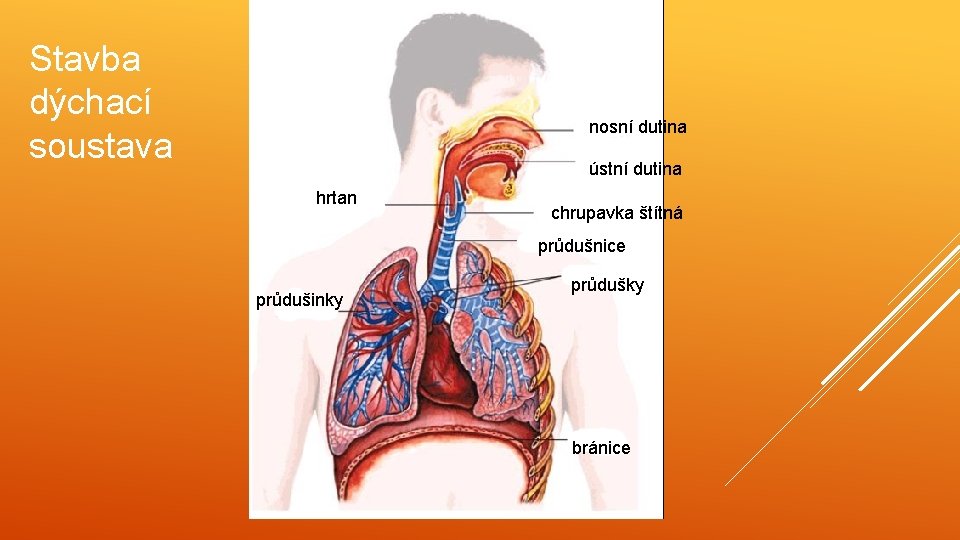 Stavba dýchací soustava nosní dutina ústní dutina hrtan chrupavka štítná průdušnice průdušinky průdušky bránice