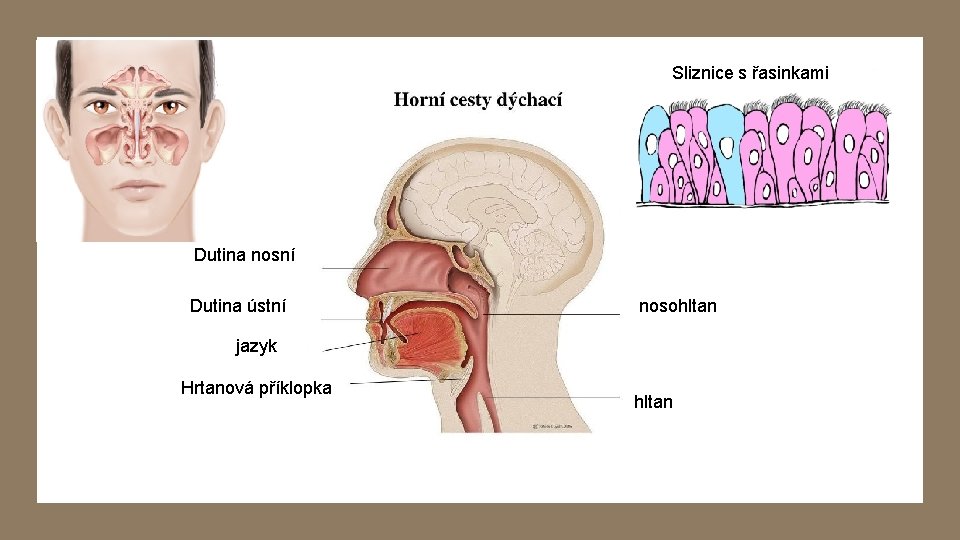 Sliznice s řasinkami Dutina nosní Dutina ústní nosohltan jazyk Hrtanová příklopka hltan 