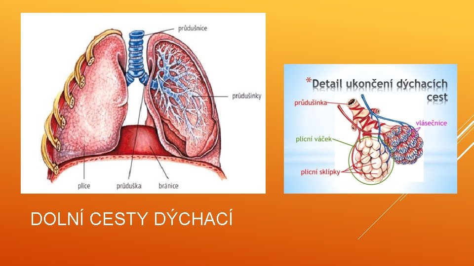 DOLNÍ CESTY DÝCHACÍ 