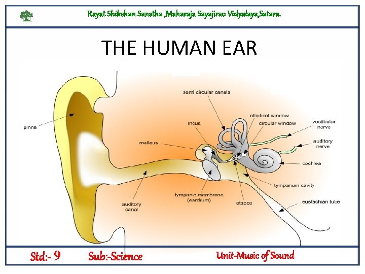 Rayat Shikshan Sanstha , Maharaja Sayajirao Vidyalaya, Satara. THE HUMAN EAR Std: - 9