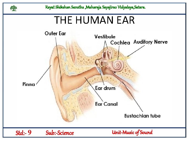 Rayat Shikshan Sanstha , Maharaja Sayajirao Vidyalaya, Satara. THE HUMAN EAR Std: - 9