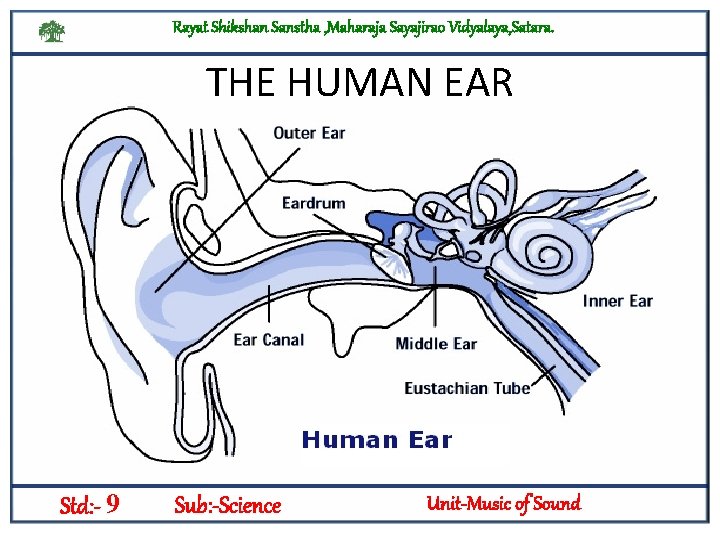 Rayat Shikshan Sanstha , Maharaja Sayajirao Vidyalaya, Satara. THE HUMAN EAR Std: - 9