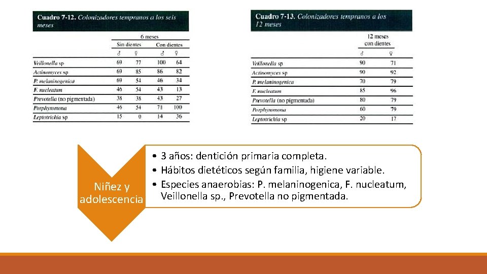  • 3 años: dentición primaria completa. • Hábitos dietéticos según familia, higiene variable.