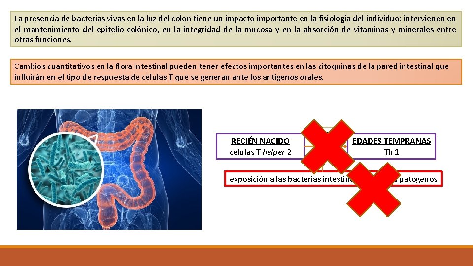 La presencia de bacterias vivas en la luz del colon tiene un impacto importante