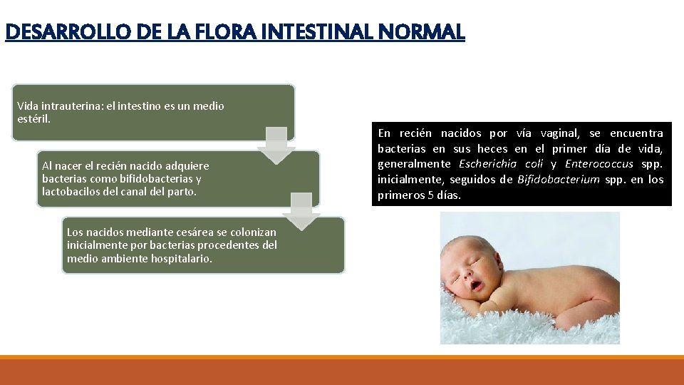 DESARROLLO DE LA FLORA INTESTINAL NORMAL Vida intrauterina: el intestino es un medio estéril.