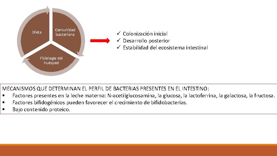 Dieta Comunidad bacteriana ü Colonización inicial ü Desarrollo posterior ü Estabilidad del ecosistema intestinal