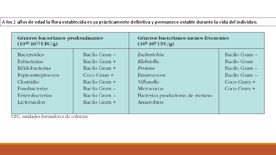 A los 2 años de edad la flora establecida es ya prácticamente definitiva y