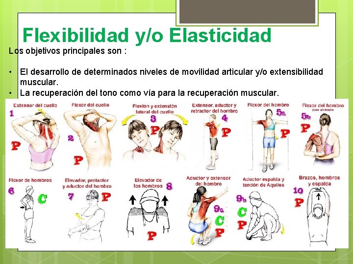 Flexibilidad y/o Elasticidad Los objetivos principales son : • El desarrollo de determinados niveles