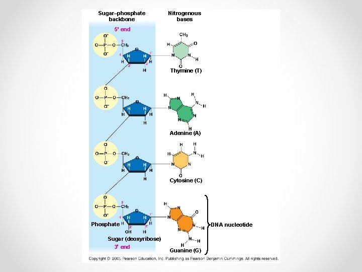 DNA The Molecular Basis of Inheritance Building a