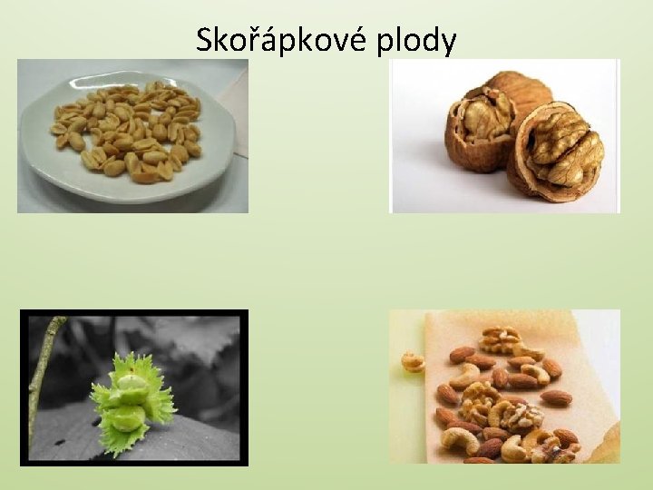 Skořápkové plody 